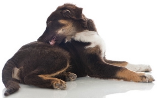 Nexgard : comprimé pour chien contre les puces et les tiques