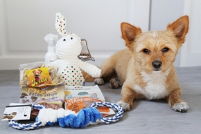 Chien qui a recu sa woufbox