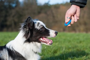 Chien qui apprend avec un clicker 1