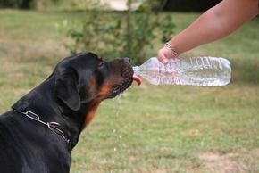 Chien qui boit a la bouteille