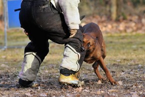 Chien qui fait du mondioring