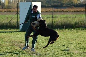 Chien qui fait du rci