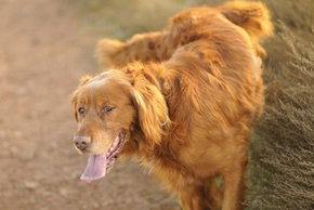 Chien qui fait pipi 2