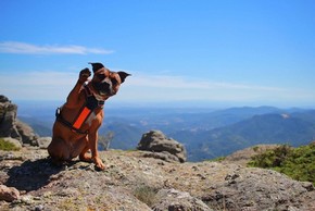 Chien qui fait signe de la patte 1