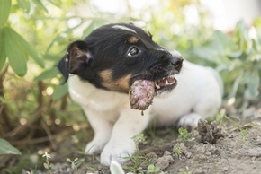 Chien qui mange un truc non comestible