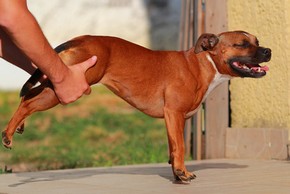 Chien qui se fait etirer les muscles