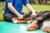 Chien qui se fait masser la patte