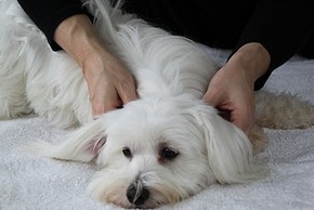 Chien qui se fait masser