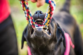 Chien qui tire sur une corde