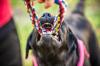 Chien qui tire sur une corde