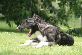 Symptômes, risques, etc. de la toux du chenil chez le chien