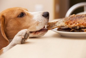 Chien qui vole un poulet