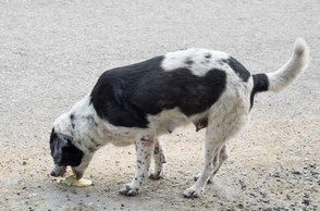 Chien qui vomit