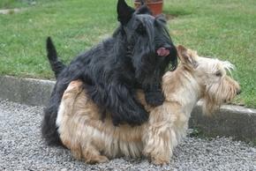 Tout savoir sur les chiens en rut et comment réagir