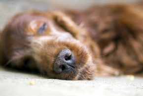 Chien setter qui s endore a jamais