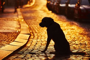 Chien seul sur la route