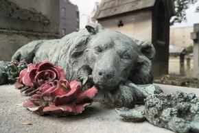 Mort du chien : à qui laisser la dépouille, formalités, etc.