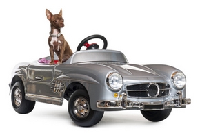 Chien voiture