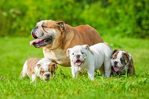 Chienne bouledogue anglais avec ses petits