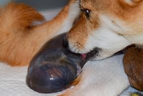 Chienne qui mange ses petits : pourquoi, que faire, l'éviter