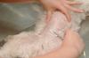 Chienne sterilisee