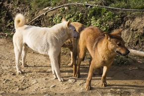 Chiens colles suite a une saillie