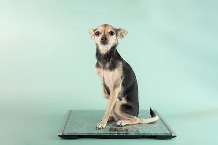 Chihuahua a poils courts balance adobestock 614418822