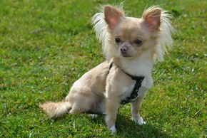 Chihuahua couleur creme assis dans l herbe