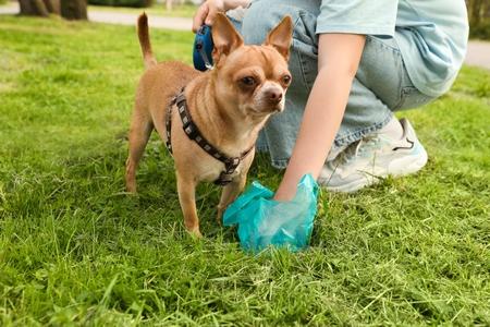 Selles des chiens : couleur, aspect, etc. quand s'inquiéter ?