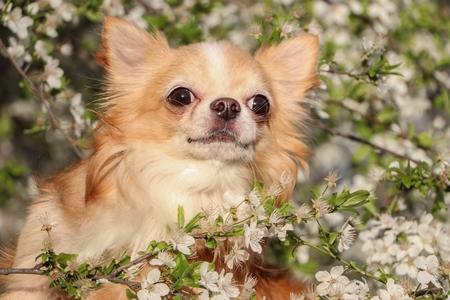 Chihuahua fleurs adobestock 432319730