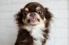 Chihuahua grogne adobestock 304070999