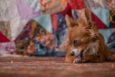 Chihuahua leche adobestock 393091976