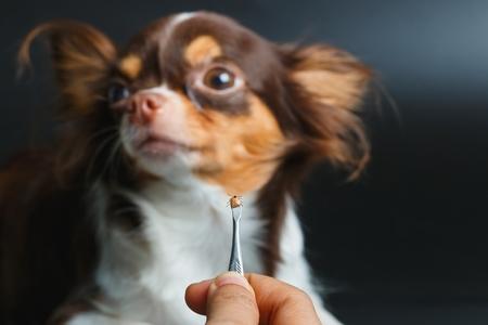Les maladies que les tiques transmettent aux chiens : danger