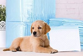 Chiot avec des tapis absorbants
