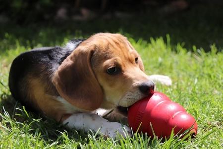 Chiot beagle jouet kong adobestock 483177222
