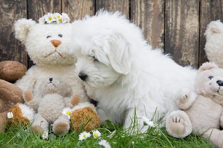 Chiot bichon maltais avec des peluches