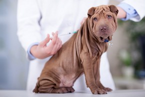 Chiot char pei chez le veterinaire