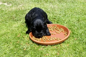 Chiot cocker qui mange ses croquettes