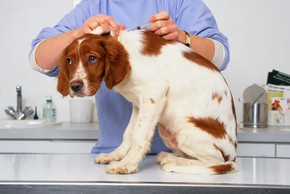 Chiot epagneul breton chez le veterinaire