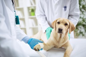 Chiot incontinent chez le veterinaire