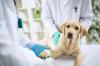Chiot incontinent chez le veterinaire