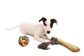 Chiot jack russel avec ses jouets