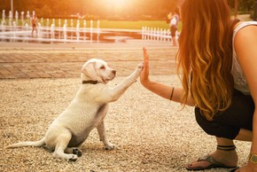 Chiot labrador qui dit bonjour