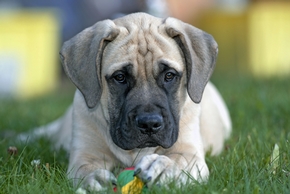 Chiot mastiff couche sur l herbe