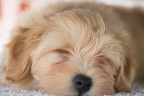 Sommeil du chien : heures nécessaires, phases, troubles...