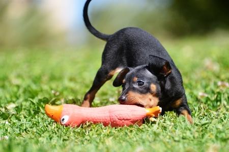 Jouets qui couinent pour chien : peluche, balle, indestructible, etc.