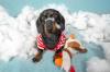 Chiot teckel jouet detruit adobestock 518213588