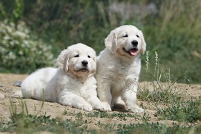 Comment bien choisir lu0027élevage de votre futur chien ?