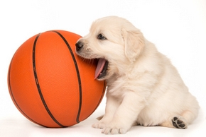 Choisir jouet chien