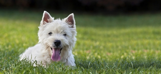 Choix du chien